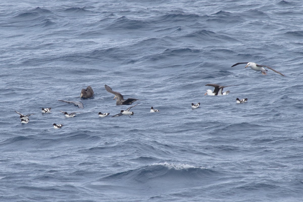 Damier du Cap - ML644497833