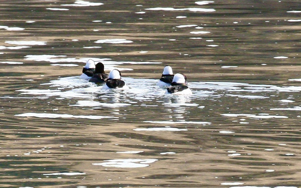 Bufflehead - ML644497835