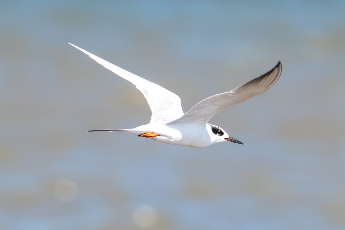 Forster's Tern - ML644497847
