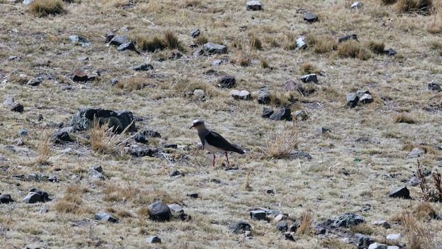Andean Lapwing - ML644497848