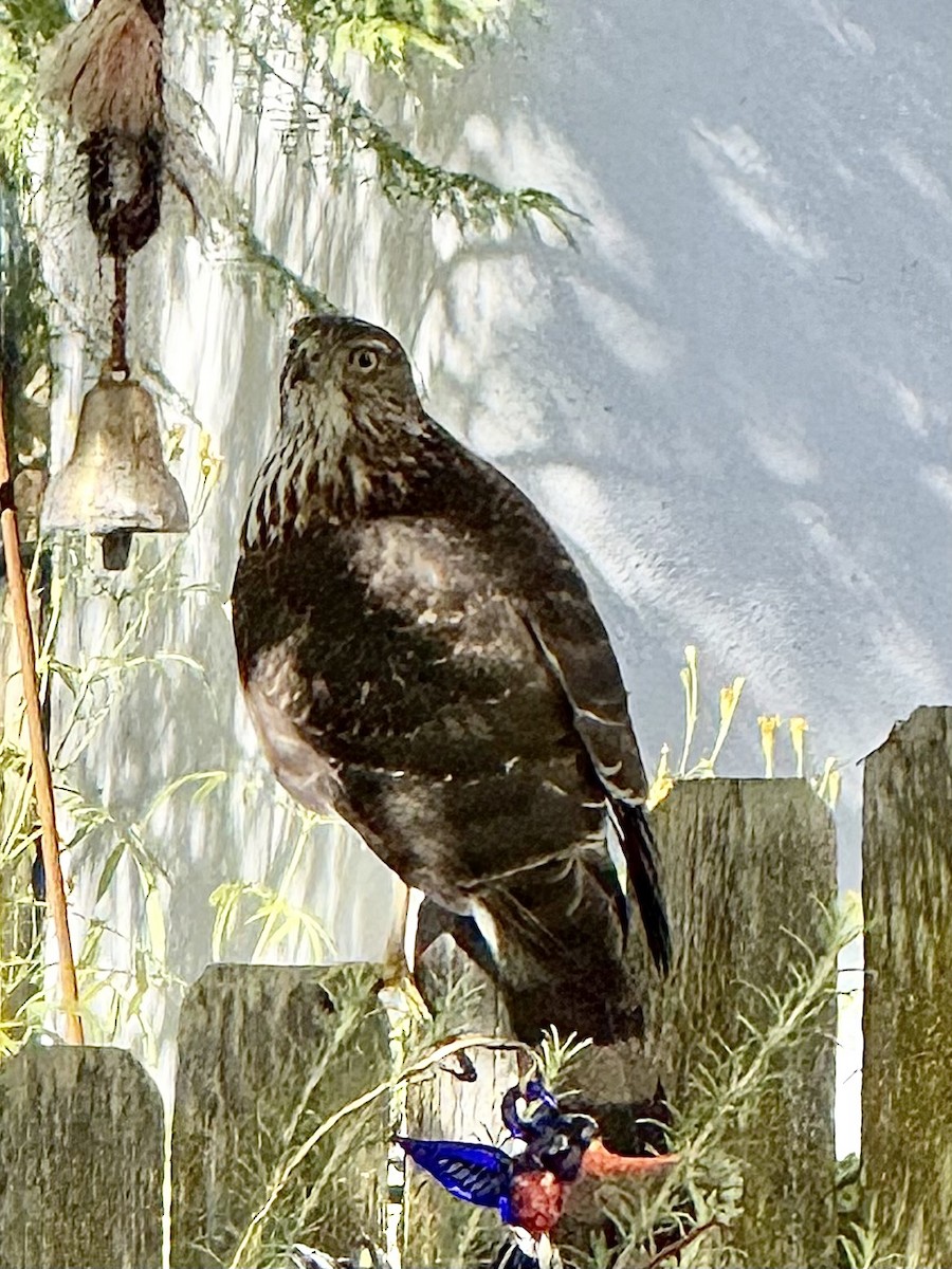Cooper's Hawk - ML644497849