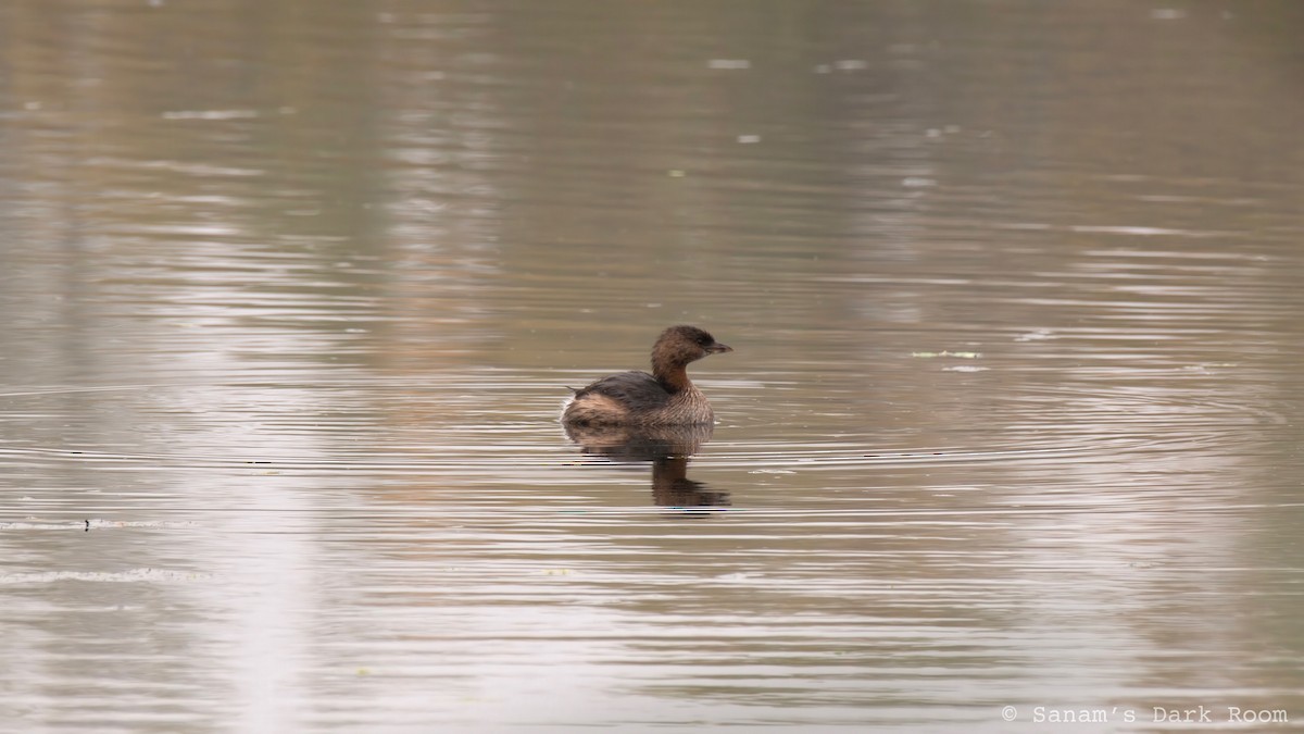 Pied-billed Grebe - ML644497850