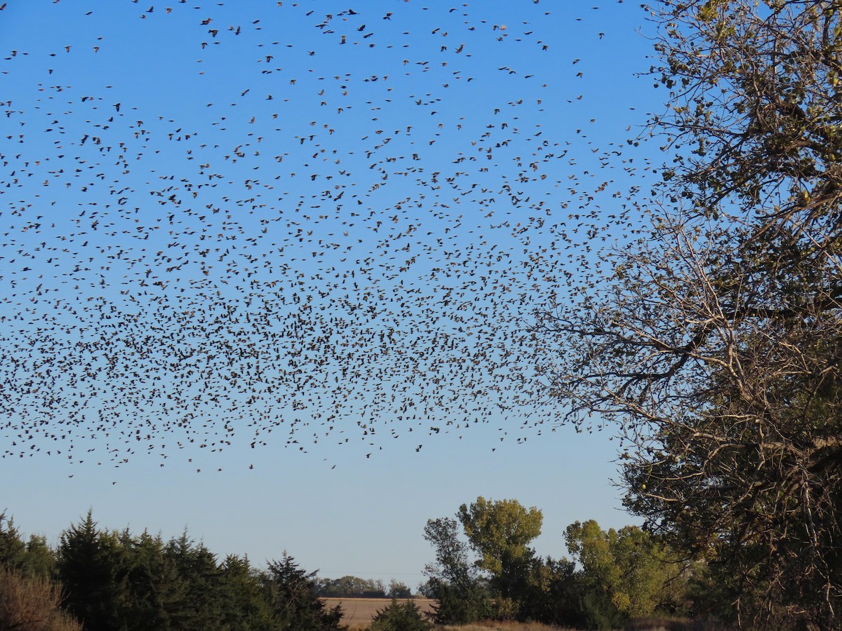 Red-winged Blackbird - ML644497854