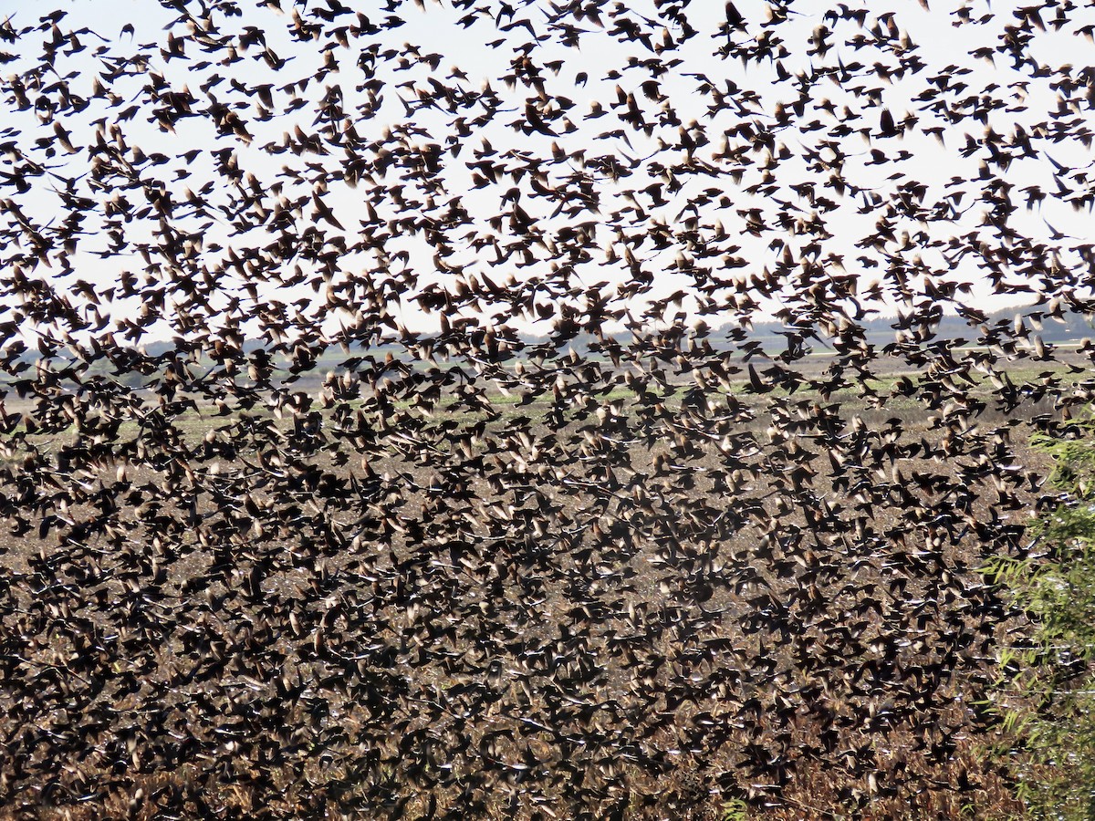 Red-winged Blackbird - ML644497855