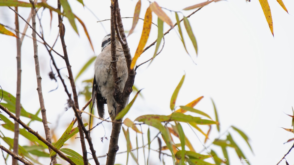 Downy Woodpecker - ML644497859