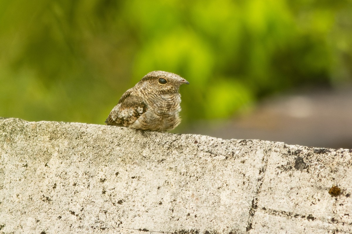 Ladder-tailed Nightjar - ML644497861