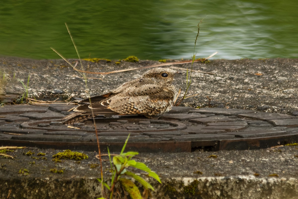 Ladder-tailed Nightjar - ML644497862