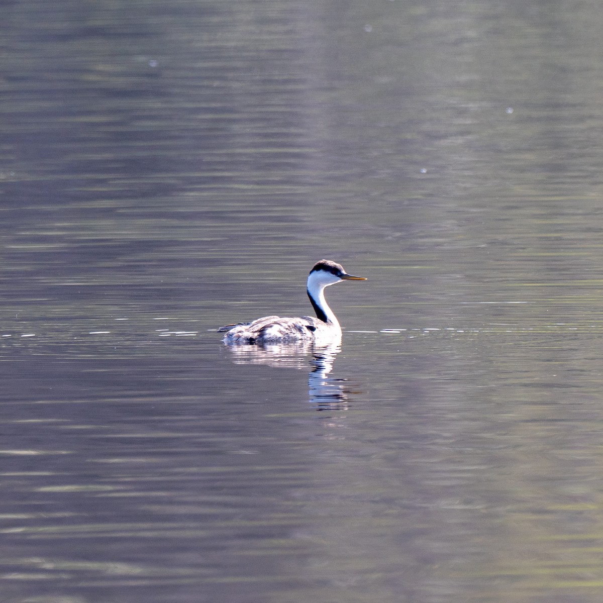 クビナガカイツブリ - ML644497868