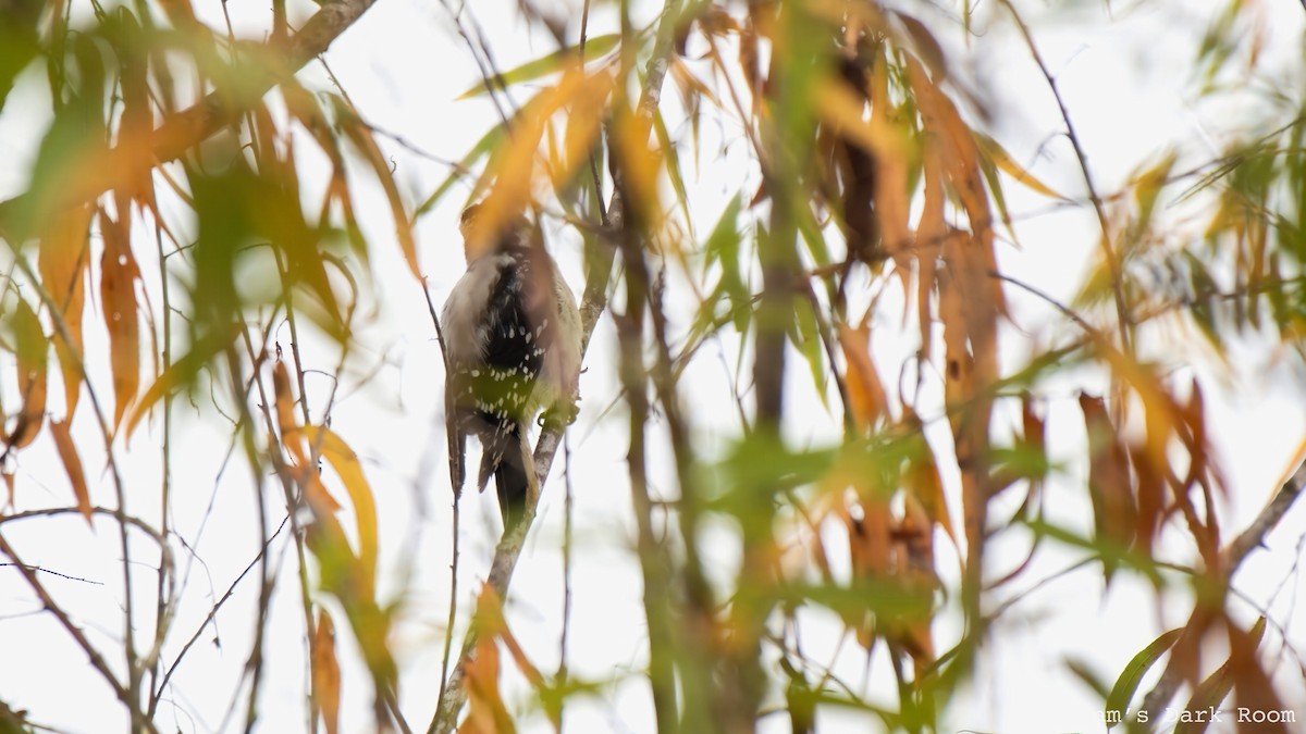 Downy Woodpecker - ML644497869