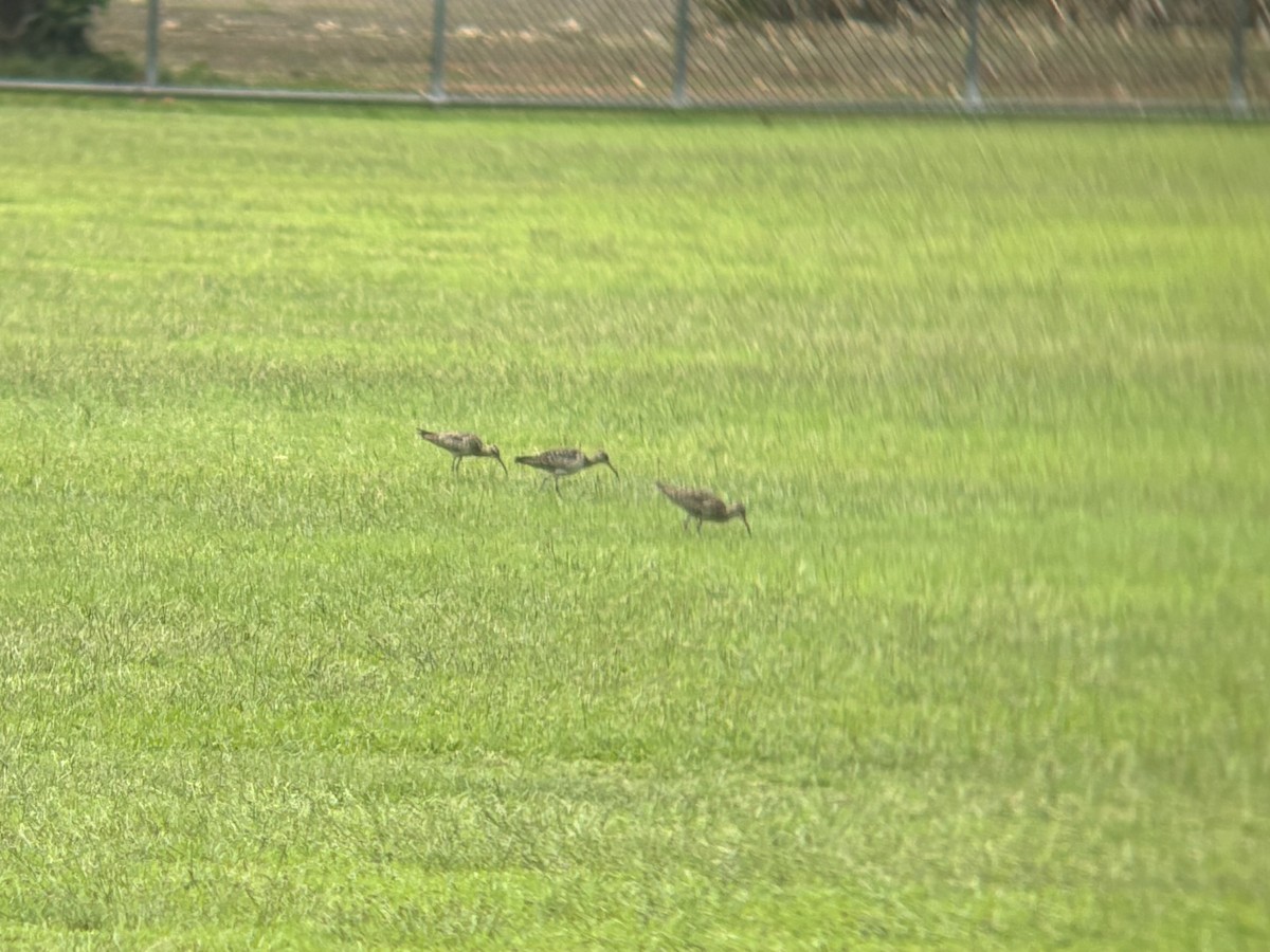 コシャクシギ - ML644497875