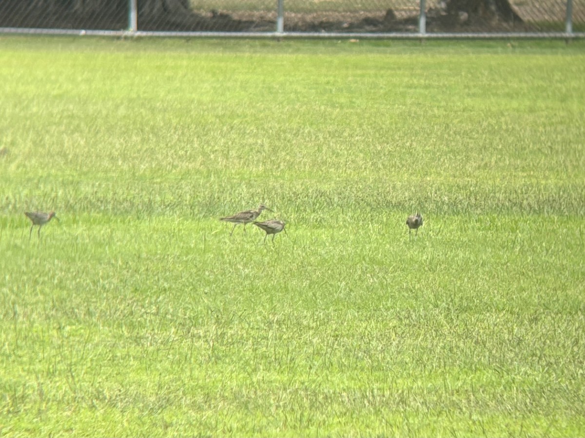 コシャクシギ - ML644497876