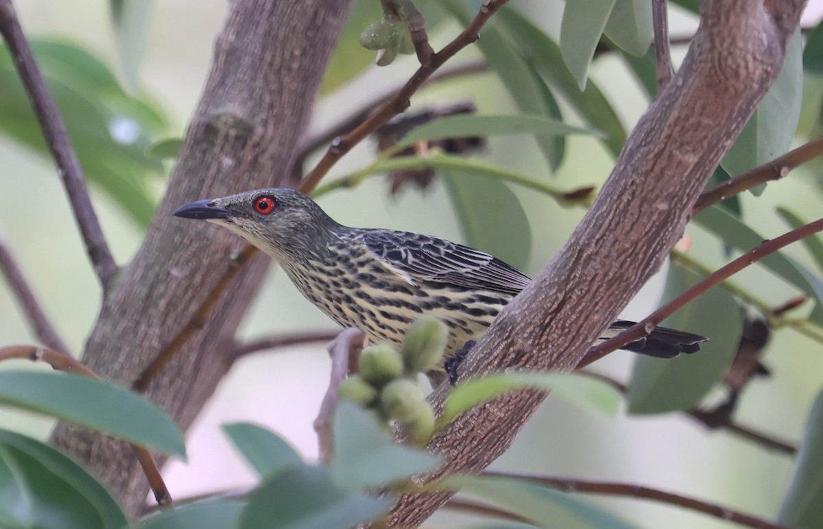 Malay Sığırcığı - ML644497885