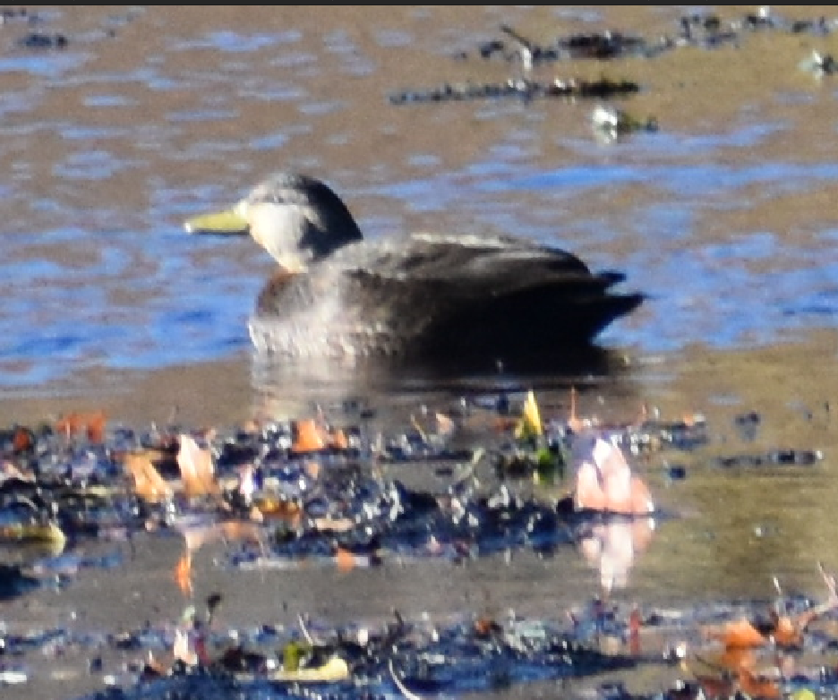American Black Duck - ML644497892