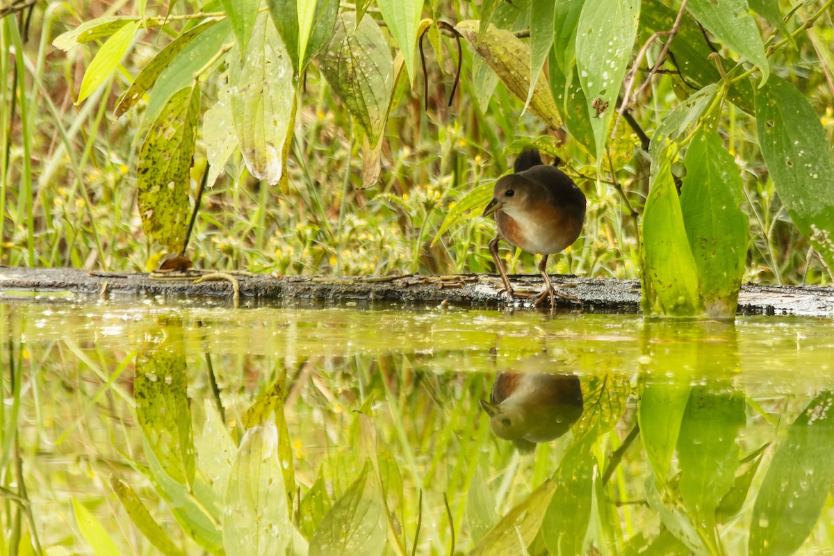 Рыжешейный коростелёк - ML644497894