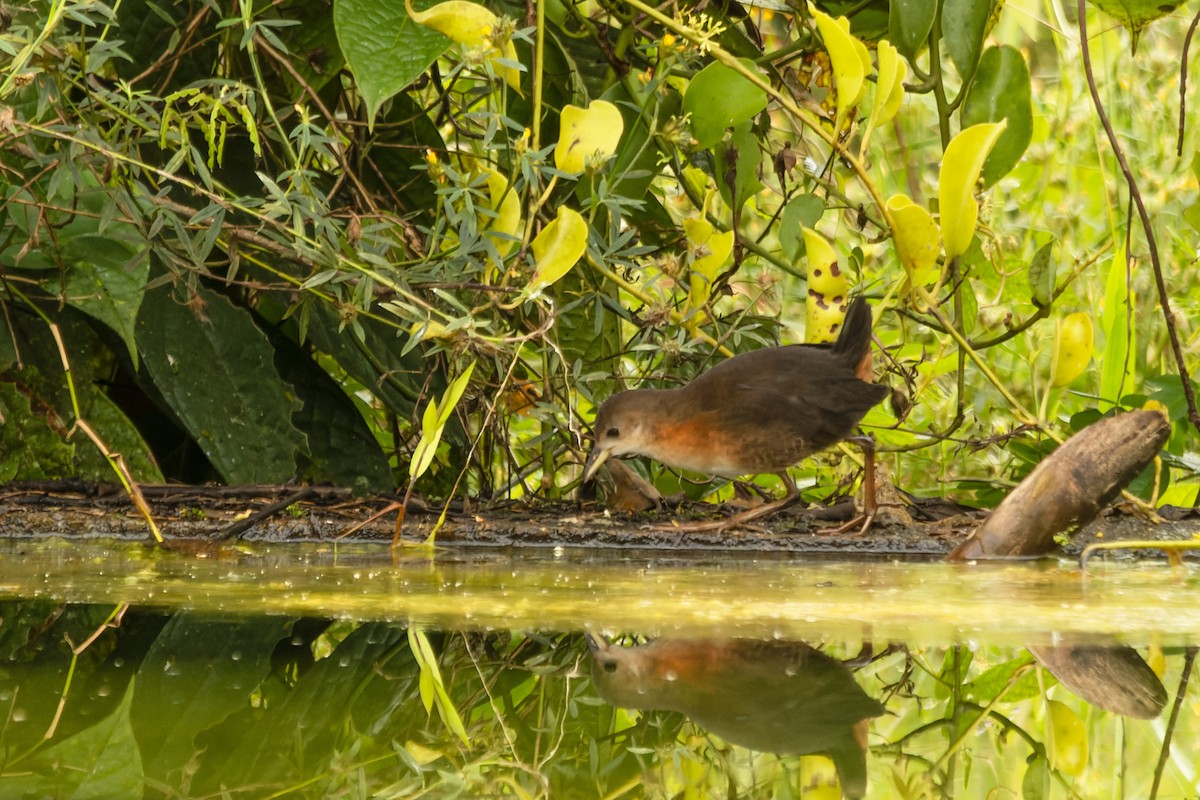 Рыжешейный коростелёк - ML644497895