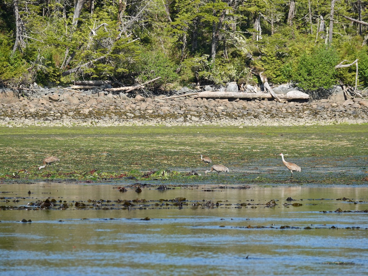 Grue du Canada - ML644497905