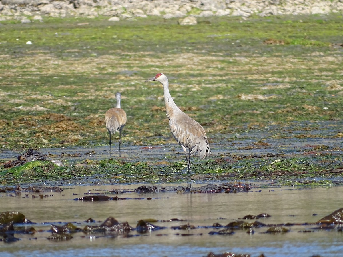 Grue du Canada - ML644497914