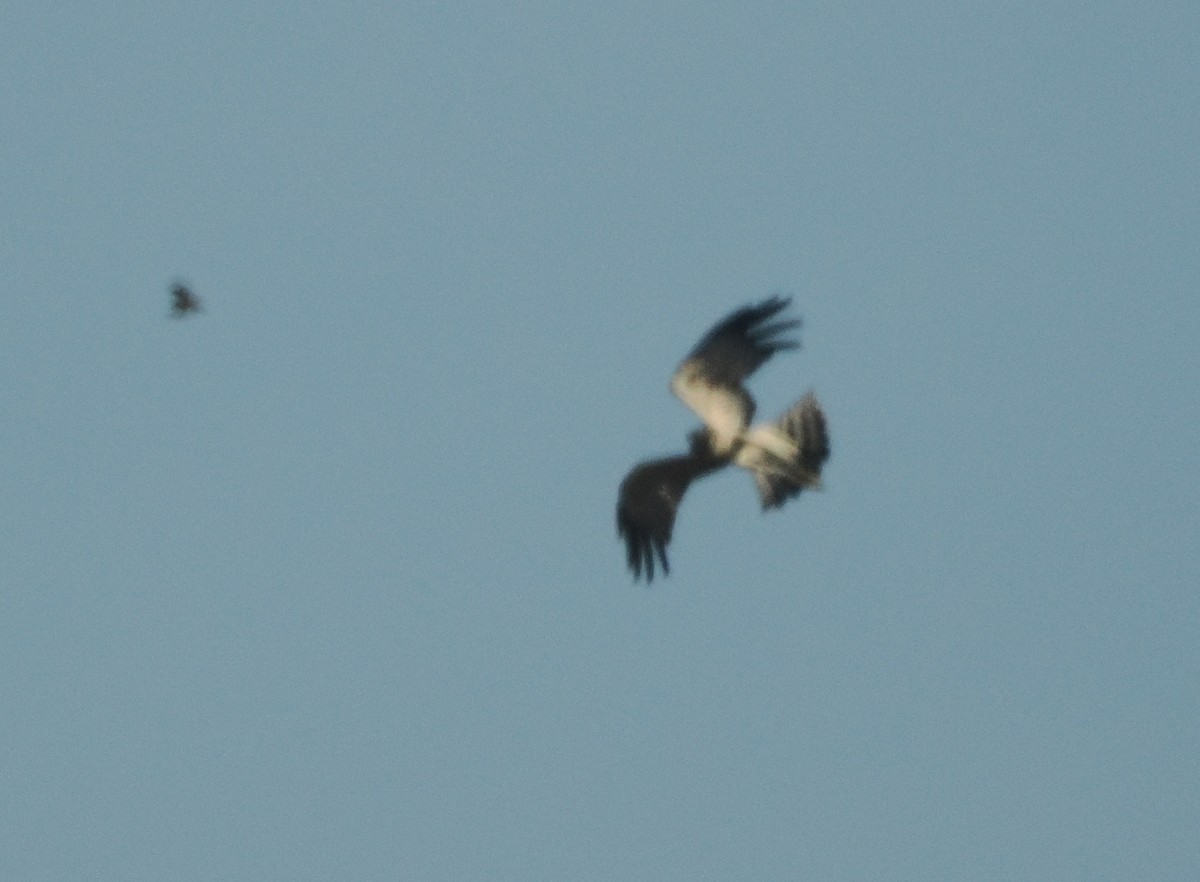 Spotted Harrier - ML644497917