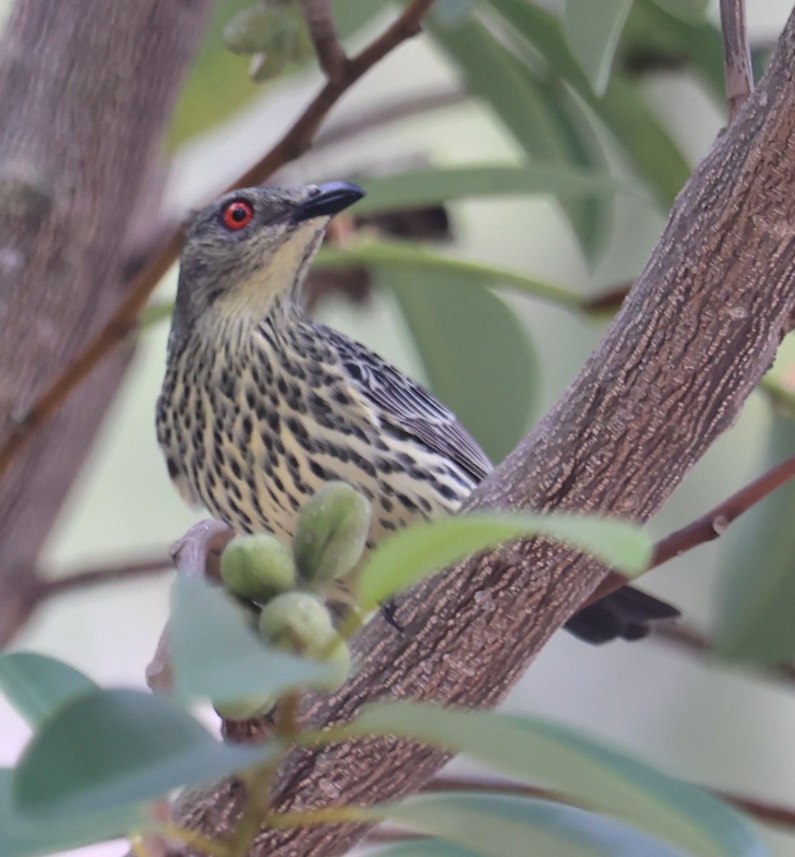 Malay Sığırcığı - ML644497918