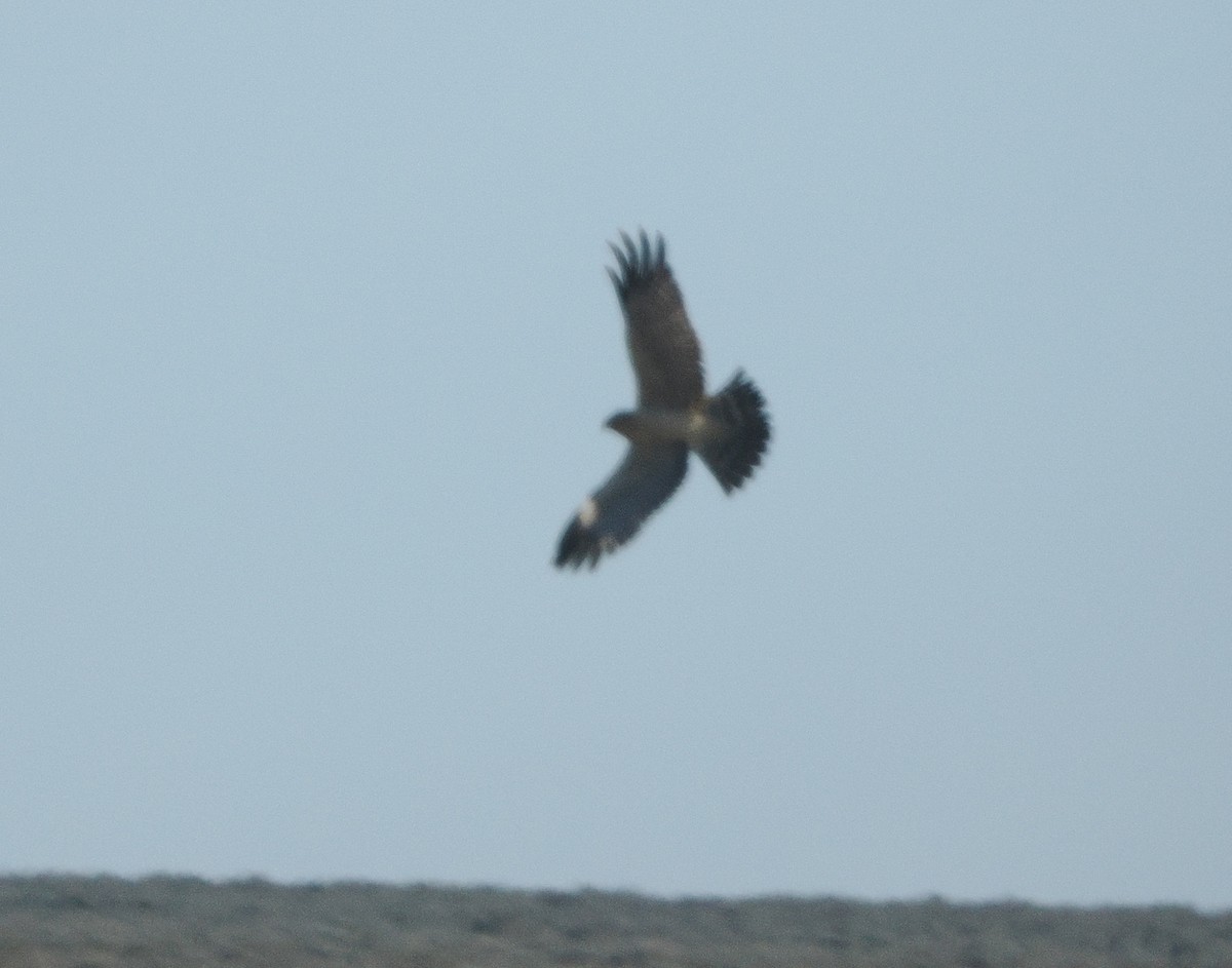 Spotted Harrier - ML644497921