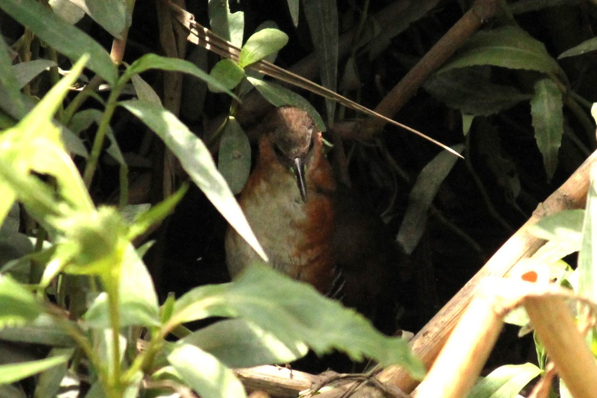 Рыжешейный коростелёк - ML644497931