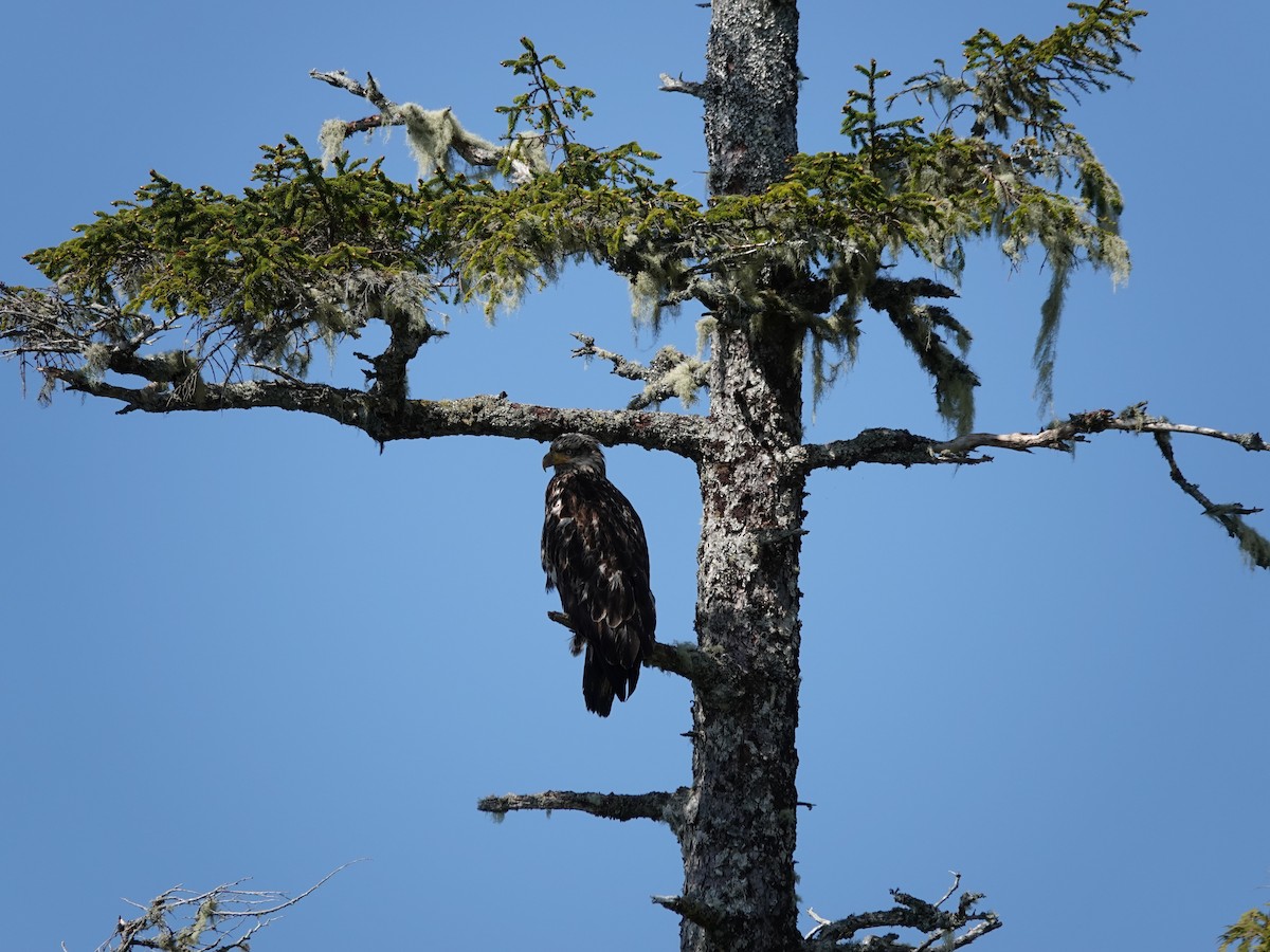 Pygargue à tête blanche - ML644497941