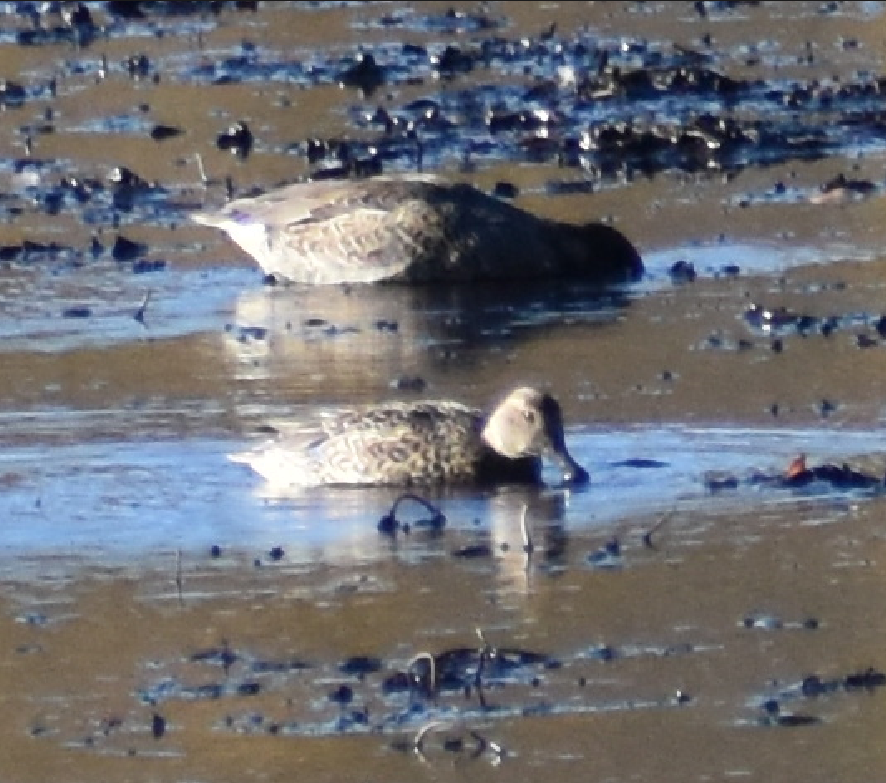 Mallard/American Black Duck - ML644497942