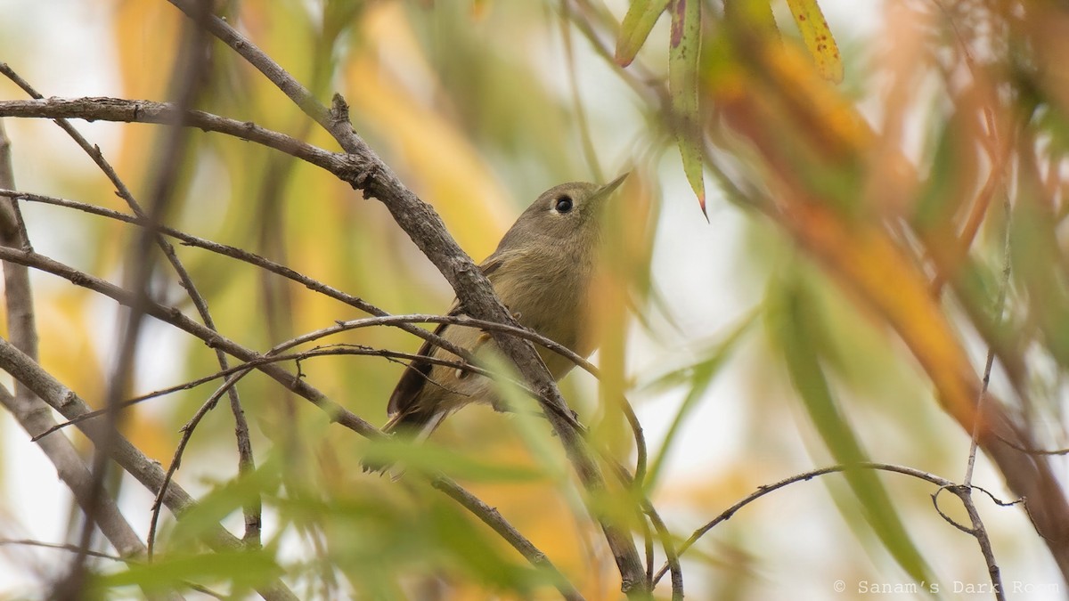 Ruby-crowned Kinglet - ML644497946