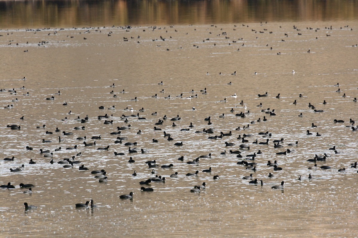 American Coot - ML644497987