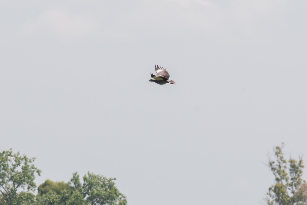 Southern Screamer - ML644497996