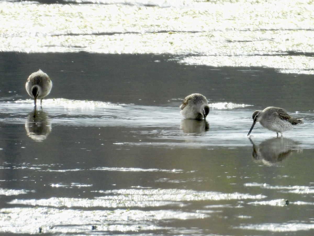 Long-billed Dowitcher - ML644497998