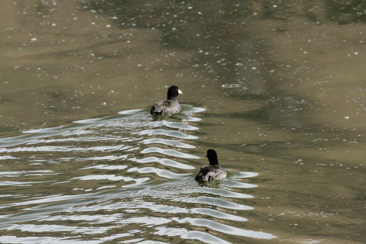 American Coot - ML644498004