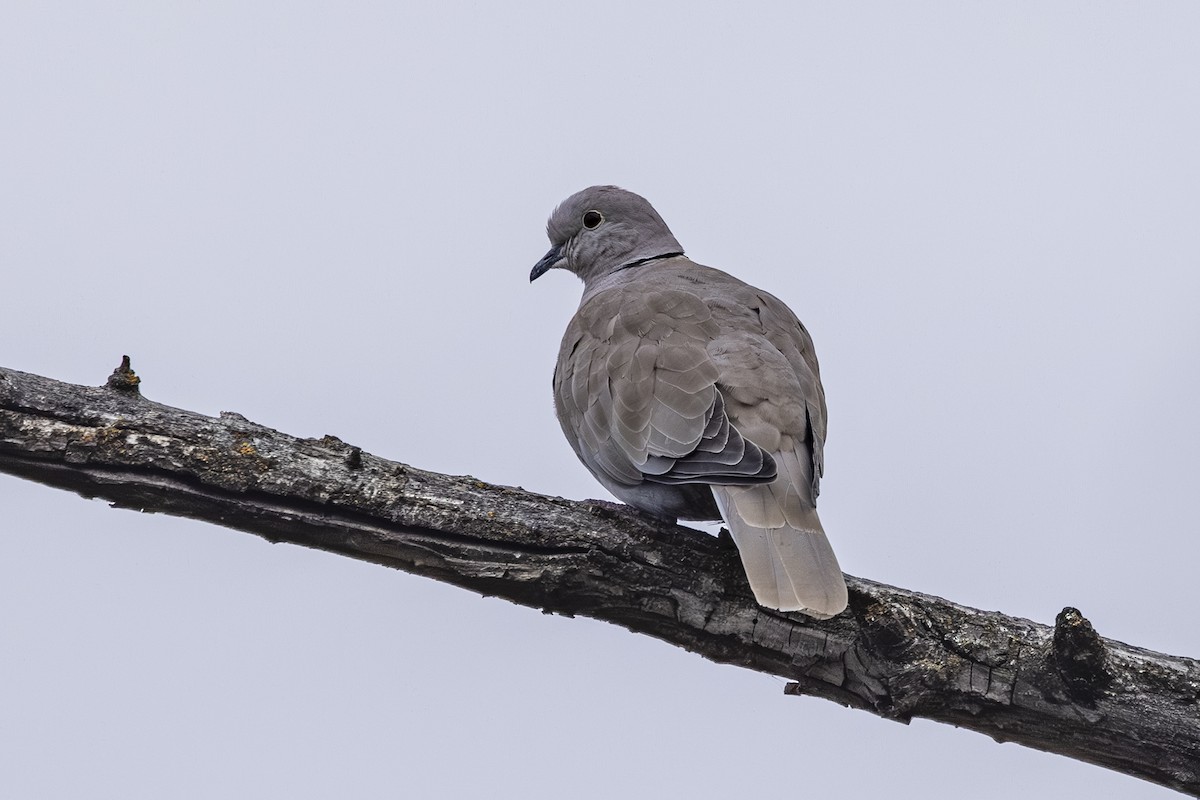 Tourterelle turque - ML644498012