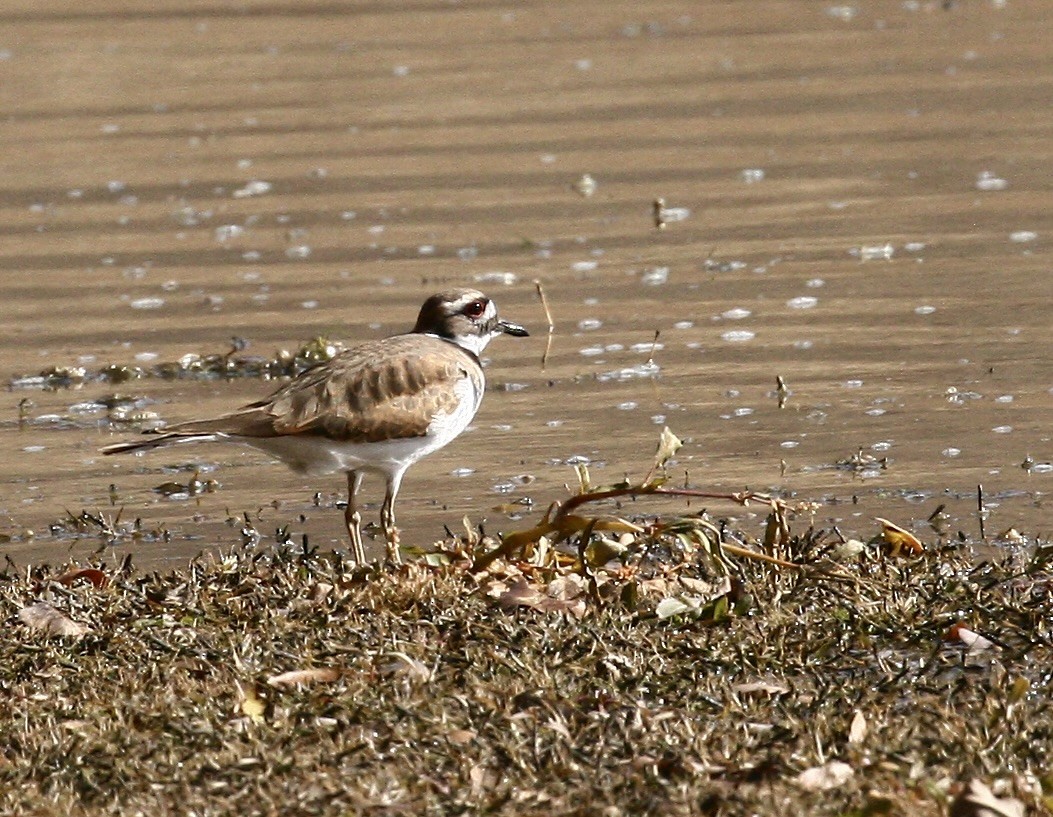 Killdeer - ML644498037