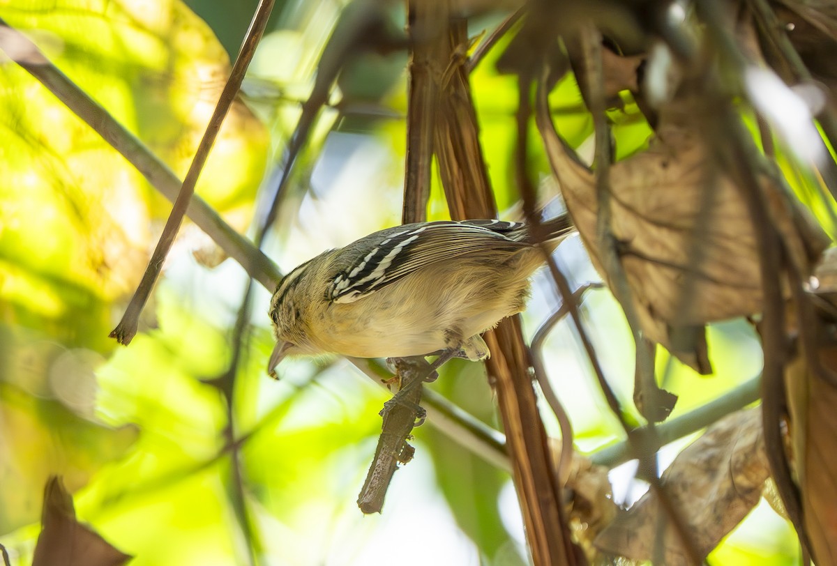 Black-capped Antwren - ML644498048