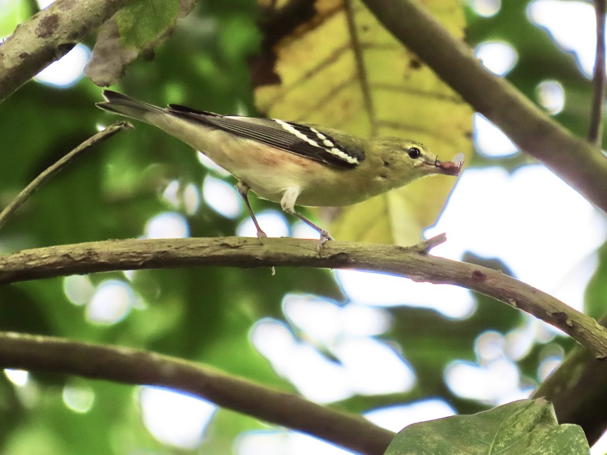 Kestane Gerdanlı Ötleğen - ML644498053