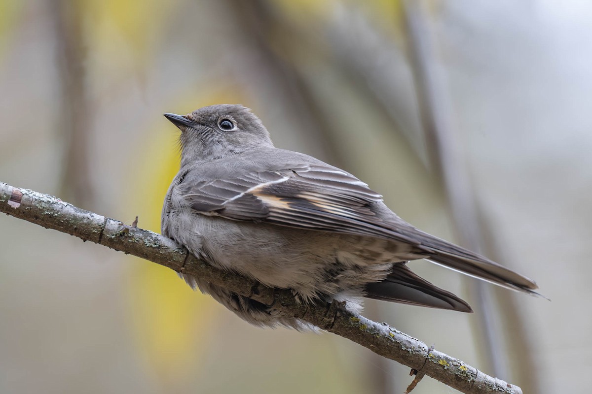 ハエトリツグミ - ML644498057