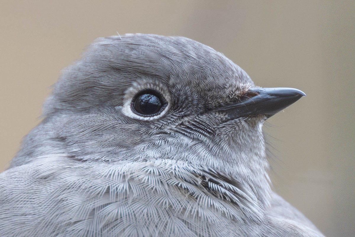 ハエトリツグミ - ML644498058