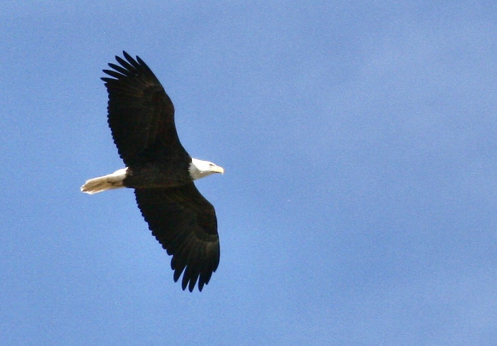 Bald Eagle - ML644498059