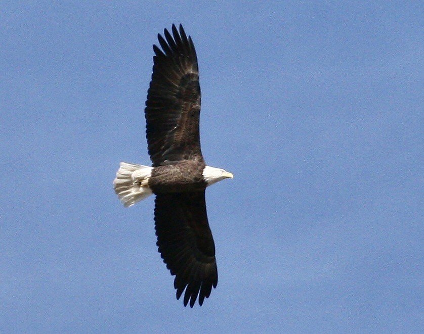 Bald Eagle - ML644498063