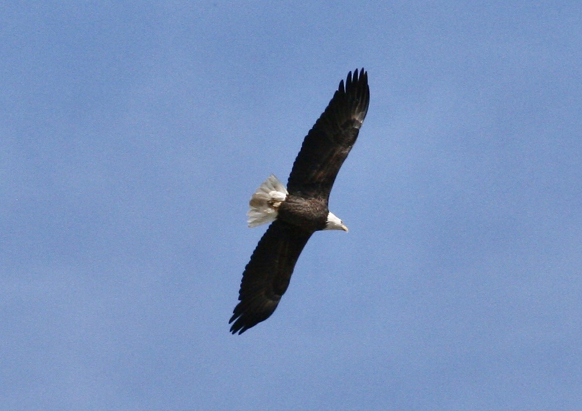 Bald Eagle - ML644498070