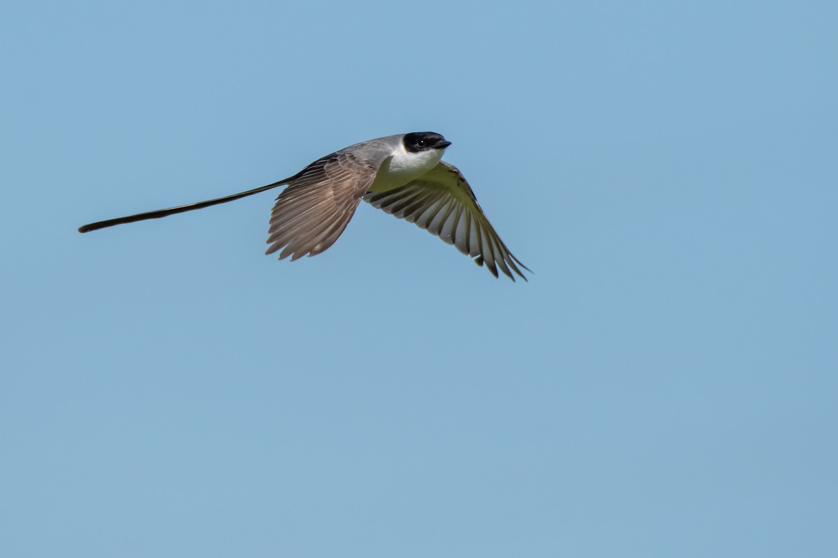 ズグロエンビタイランチョウ - ML644498083