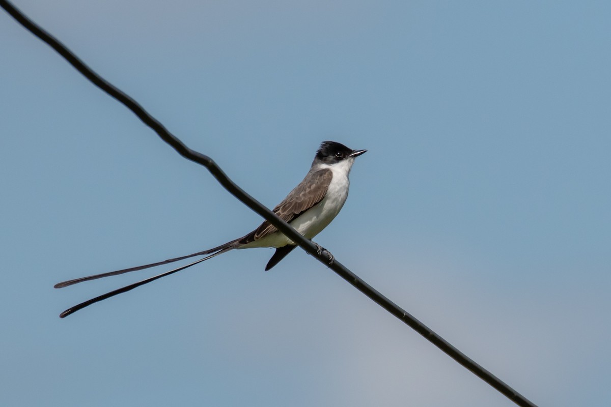 ズグロエンビタイランチョウ - ML644498085