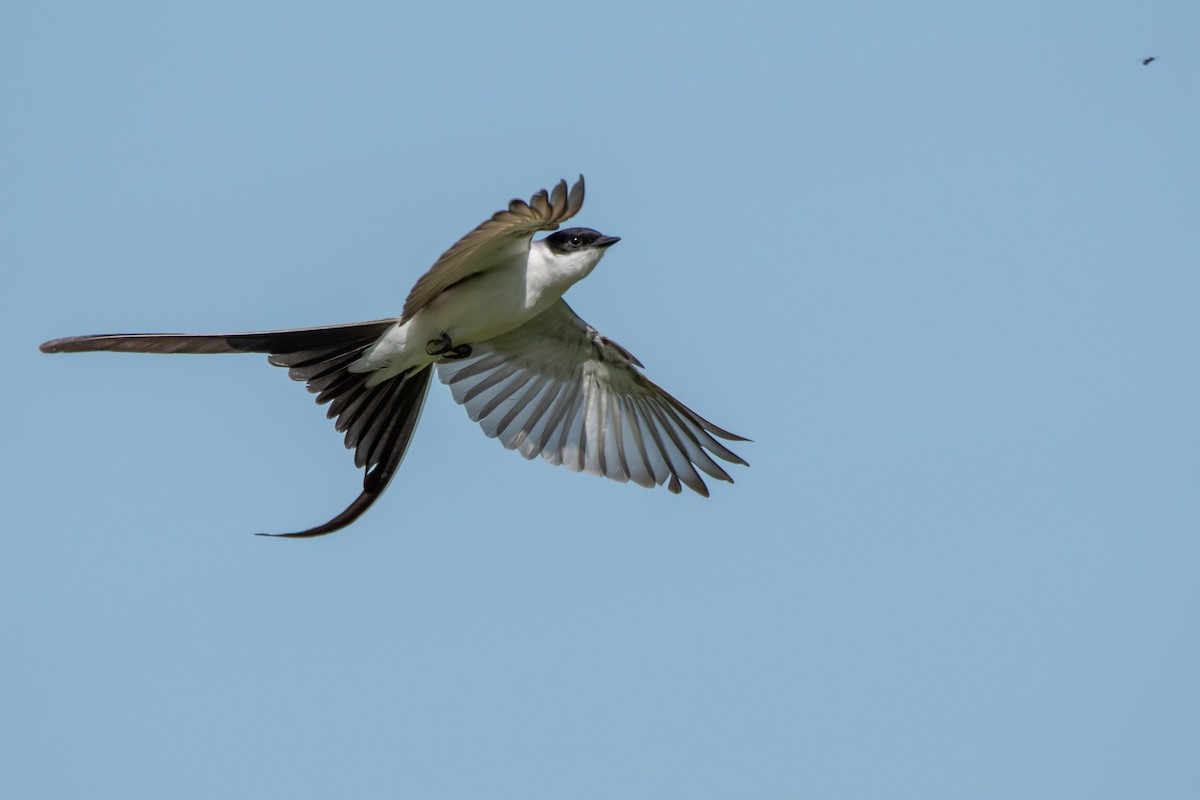 ズグロエンビタイランチョウ - ML644498086