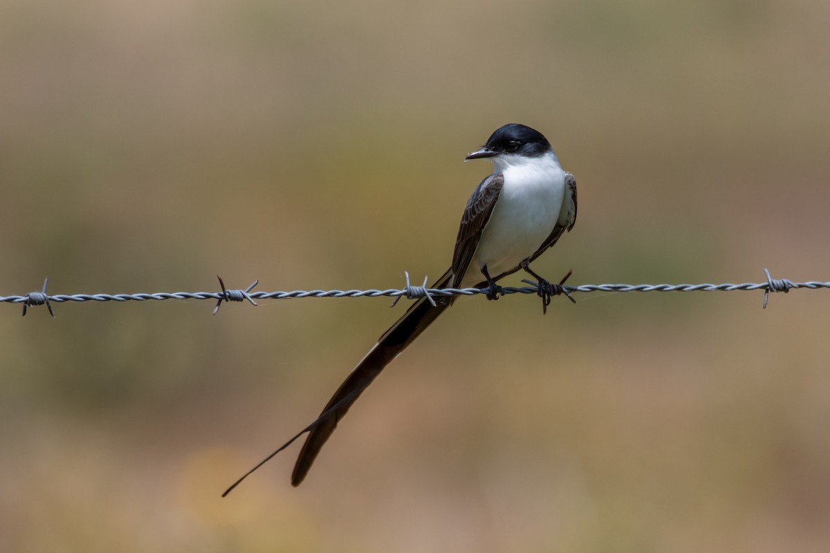 ズグロエンビタイランチョウ - ML644498087