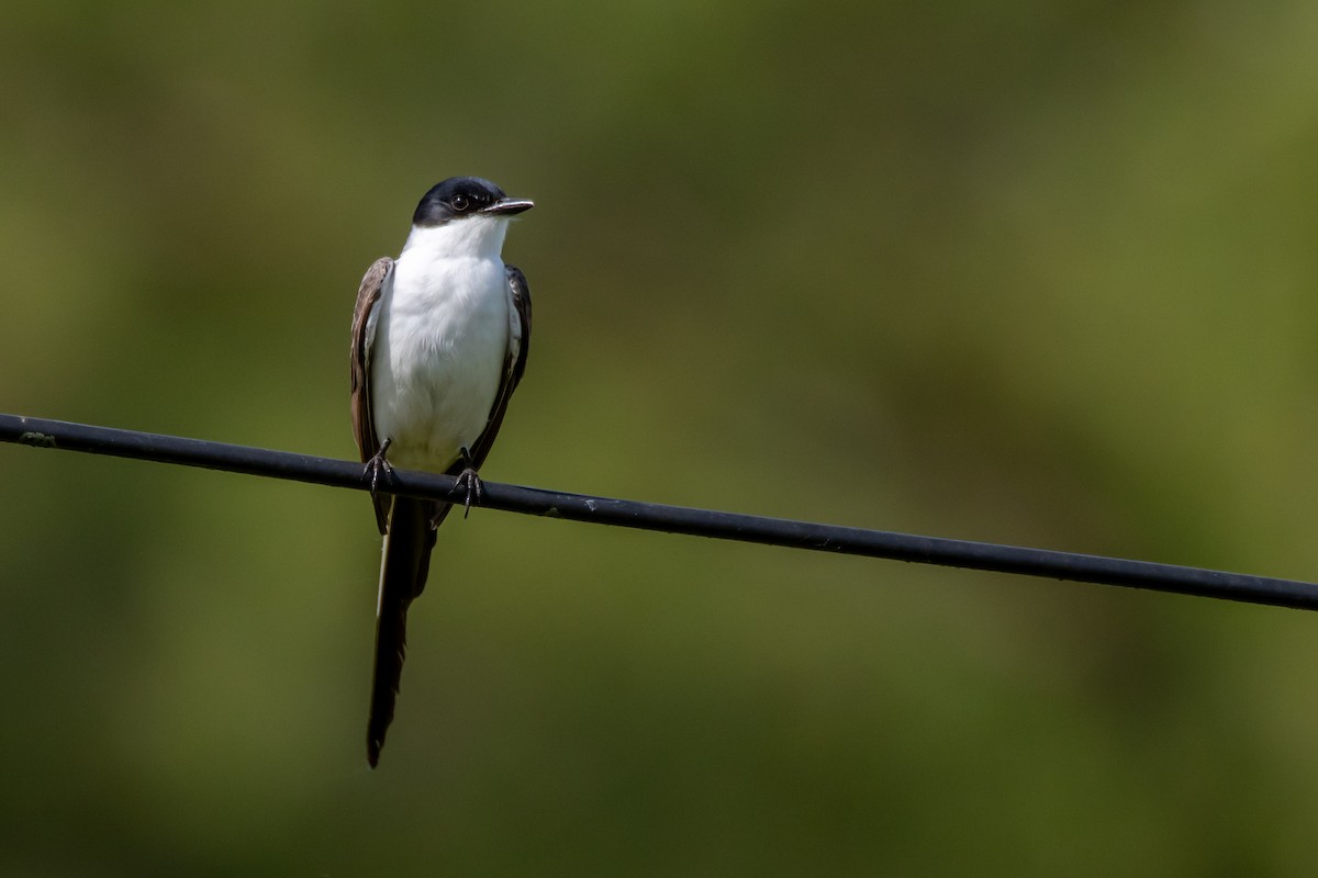 ズグロエンビタイランチョウ - ML644498088