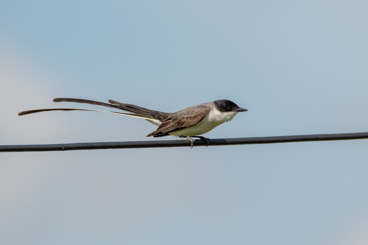 Fork-tailed Flycatcher - ML644498090