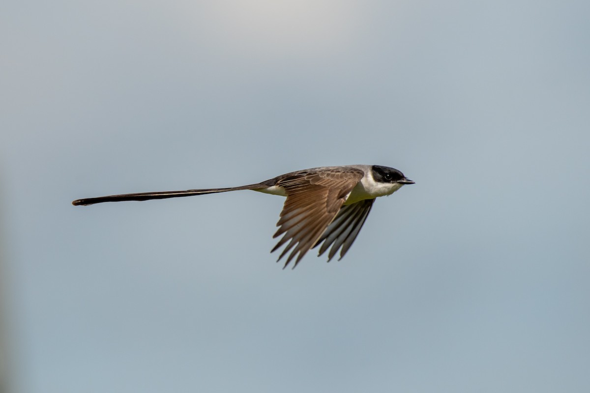 ズグロエンビタイランチョウ - ML644498091