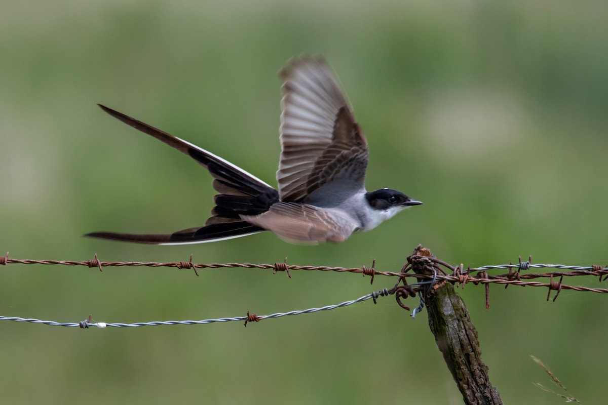 Fork-tailed Flycatcher - ML644498092