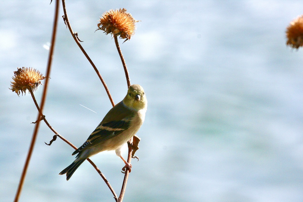 American Goldfinch - ML644498094